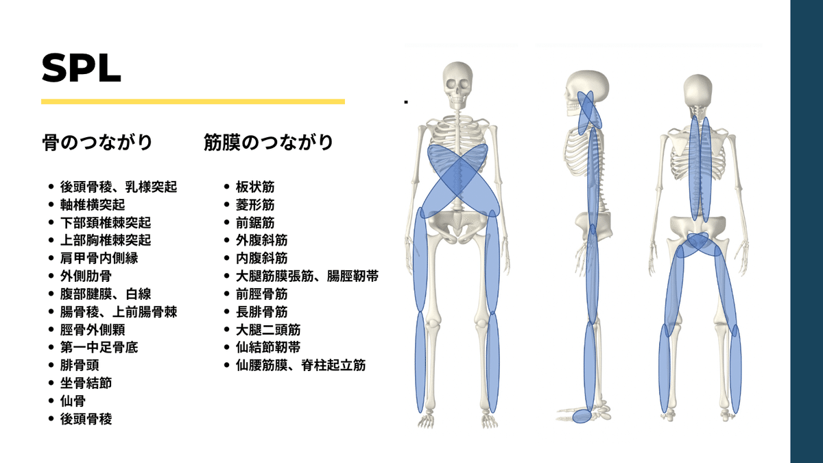 側面 体の側面を通る筋肉のつながり アナトミートレイン：ラテラルライン