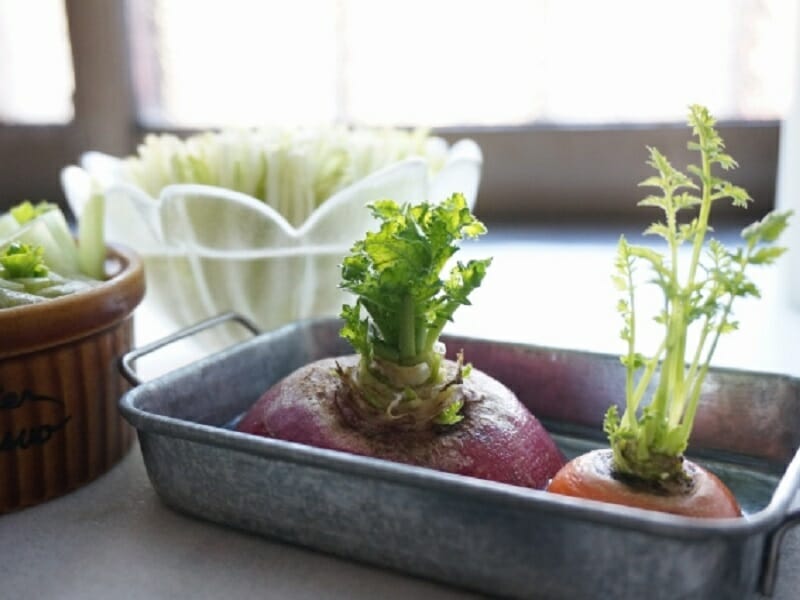 セリの再生＆水耕栽培に挑戦しています。植え付け後は室内に置いて、カーテン越しの光で育てていきます - 春色ソレイユ