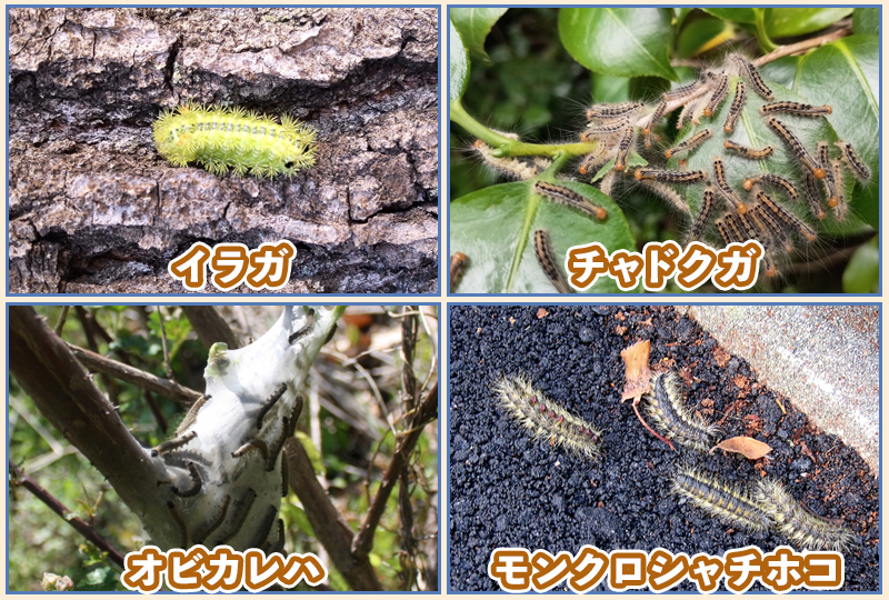 梅の木の害虫についての質問です。梅の木の枝にびっしりと白いつぶつぶ様のものが- Yahoo!知恵袋