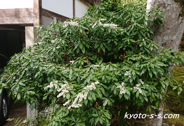 アセビ 馬酔木 の育て方 剪定の時期は？肥料の時期は