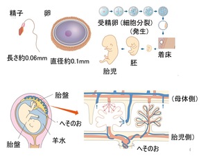 １－４動物の発生 受精卵から成体まで