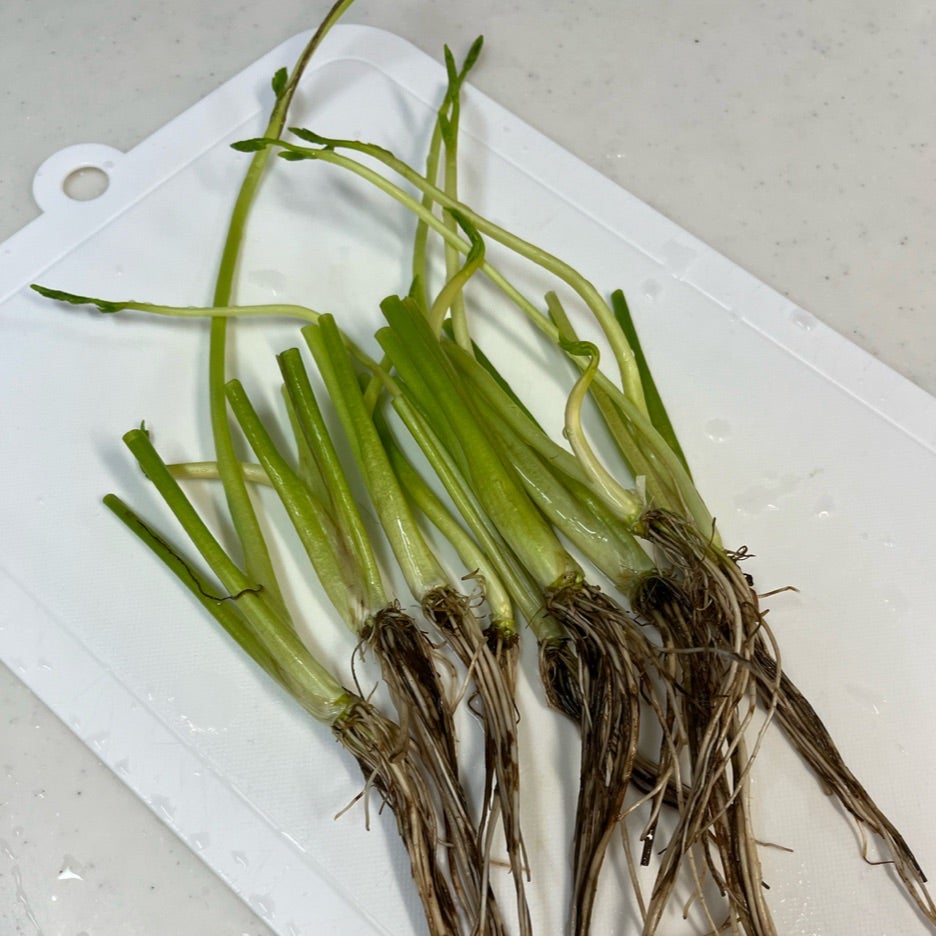 セリの水耕栽培 - メダカとベランダ暮らし