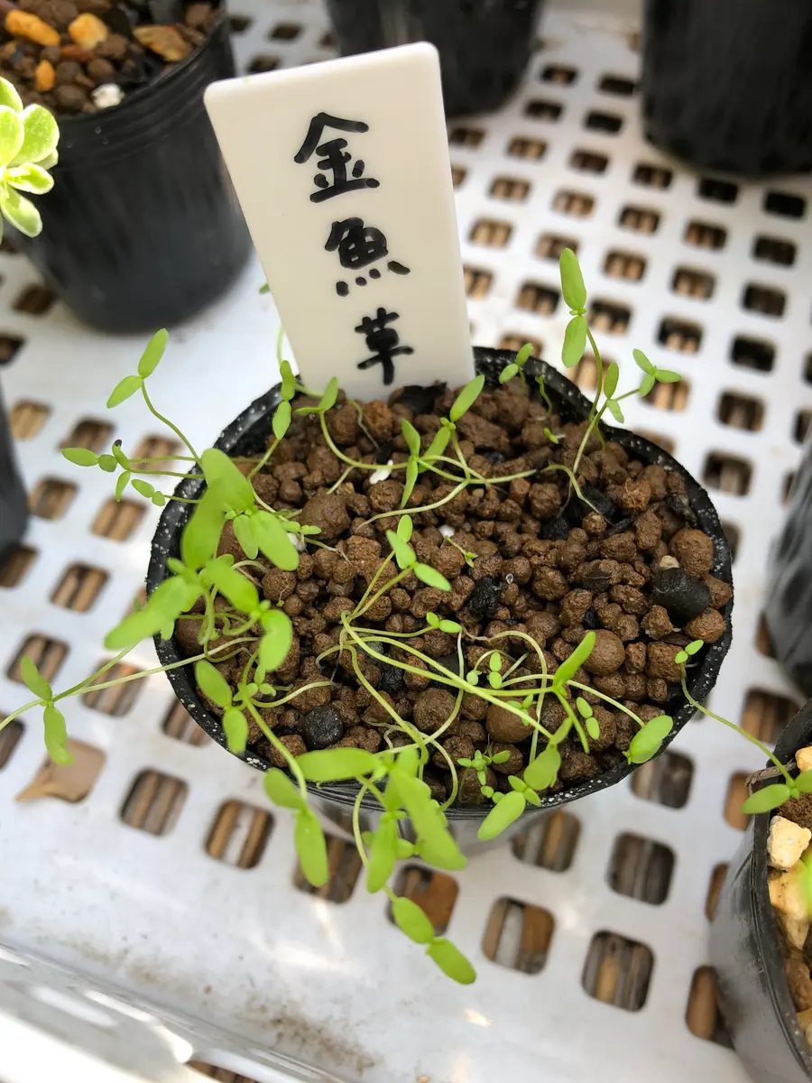 金魚草を秋に咲かせたくて夏に種まきしてみた