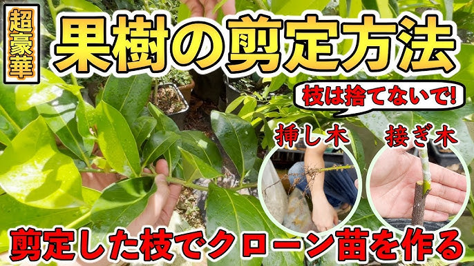 なぜ剪定が必要？剪定をして果物を育てる目的と枝木が切られる意味は？その基本的な4つの理由 果樹栽培コレカラノート KOREKARA-NOTO