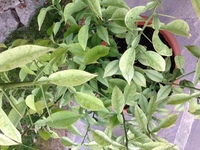 柚子の木に実がならない3つの原因と実らせ方 育て方 とは全国ガーデン情報サイト「お庭の窓口」