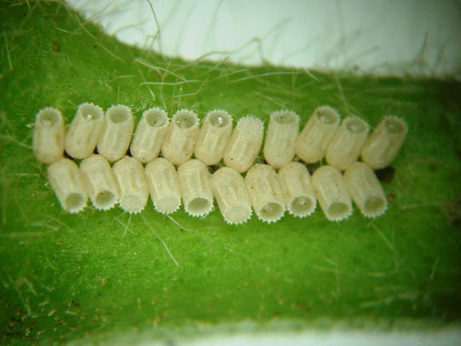 枝豆栽培の事 : 鳥海の麓 「北村くらた農園」より愛を米て