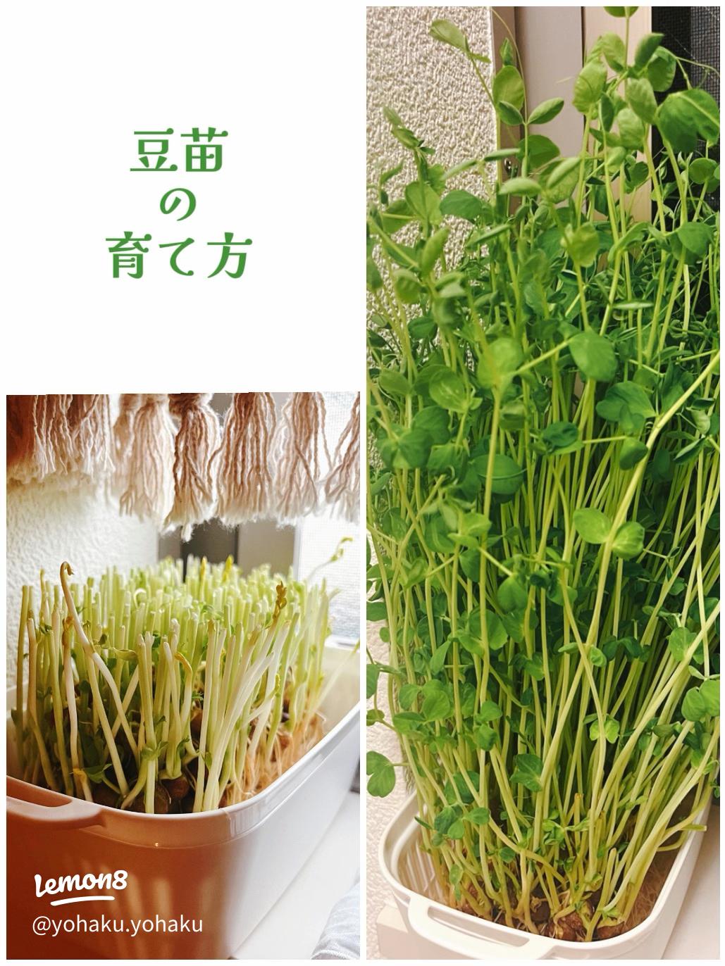 豆苗プランターとスポンジを使った水耕栽培の方法 - プランター園芸日記