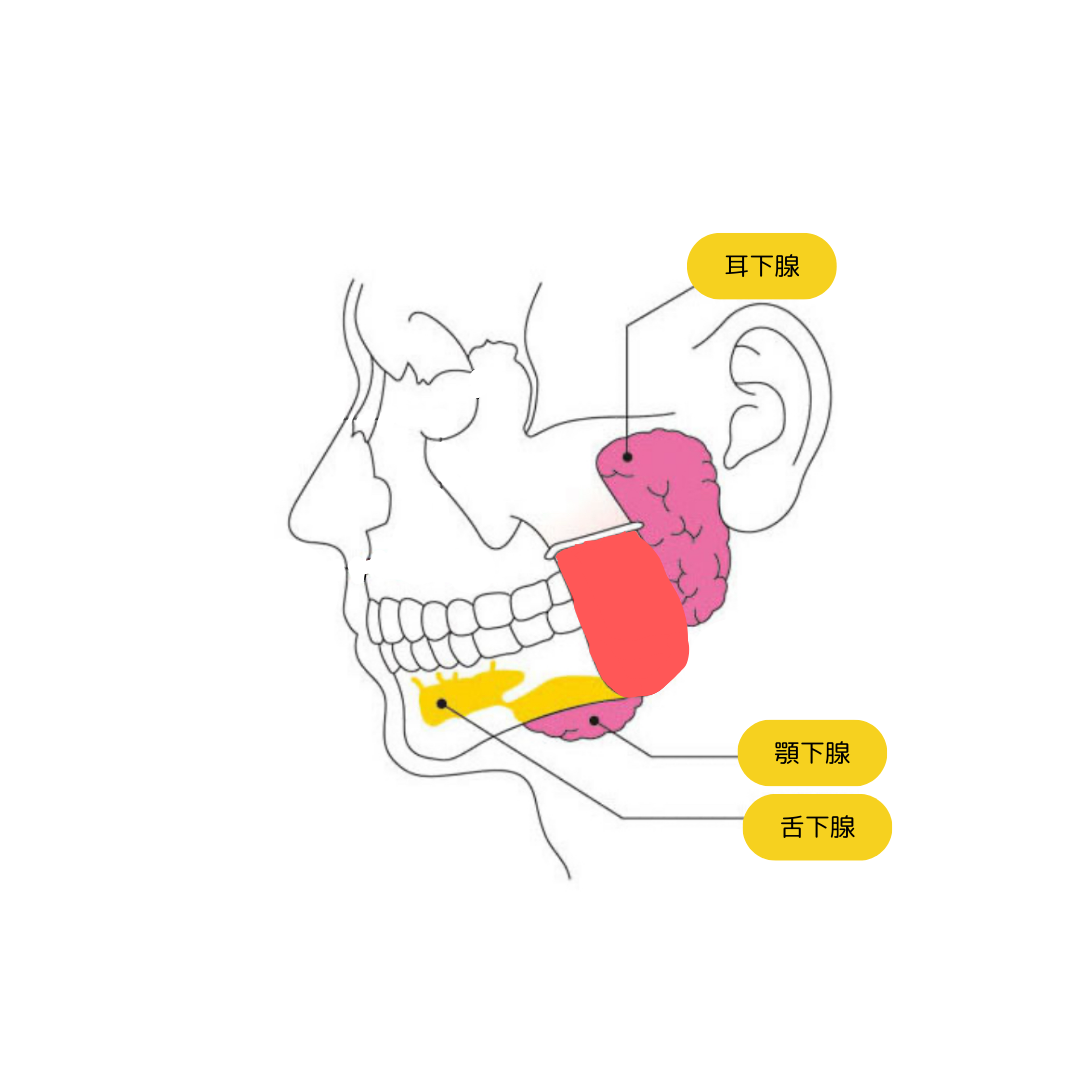 顎を動かすと耳の中で音がする 顎関節症？病院は何科？放置のリスクもMedicalook メディカルック
