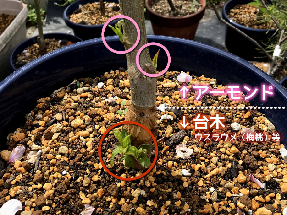 アーモンドネックレス 繁殖日記🍀GreenSnap グリーンスナップ