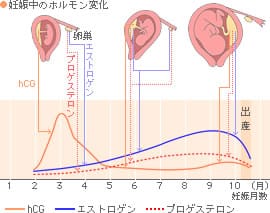 マタニティ基礎知識埼玉県さいたま市の産婦人科 高橋クリニック