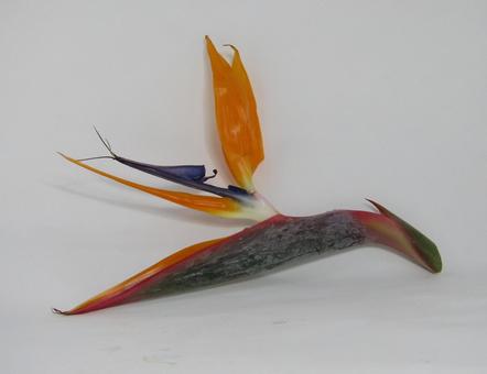 観葉植物 ストレッチア 引き取り希望 2m 観葉植物 ストレッチア 引き取り希望 2m