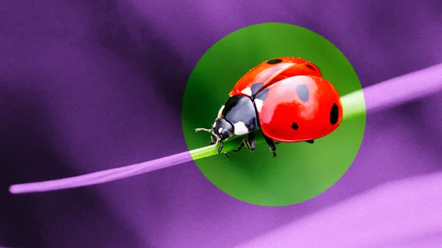 緑色の蛇の夢が示す宝くじ当選のサインとは？ 8つのパターンを解説します