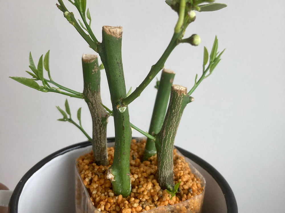 観葉植物の“増やし方”。挿し木の方法＆おすすめの種類まとめSombraVerde