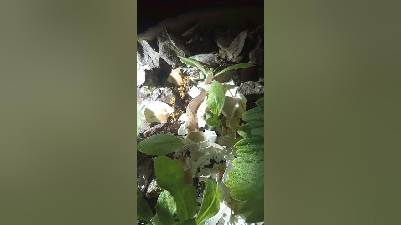 すずめはナメクジ卵を食べないブルーベリー＆クレマチス