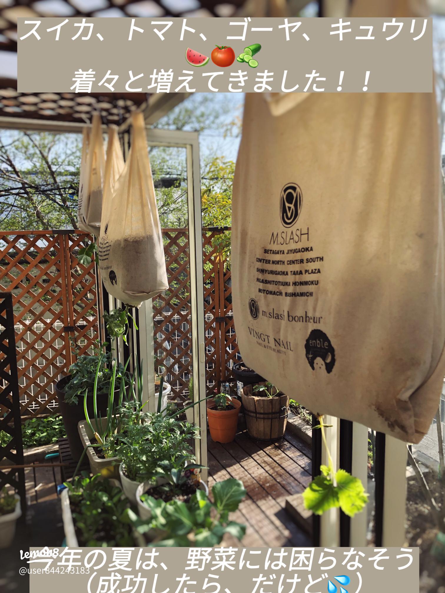 個性派 ミニトマトの逆さ栽培について調べてみたi_satomi