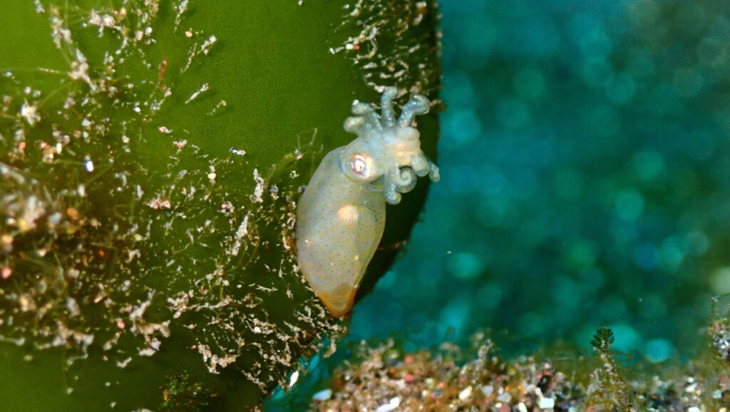 目がバキバキえもん写真で一言ボケて bokete- ボケて