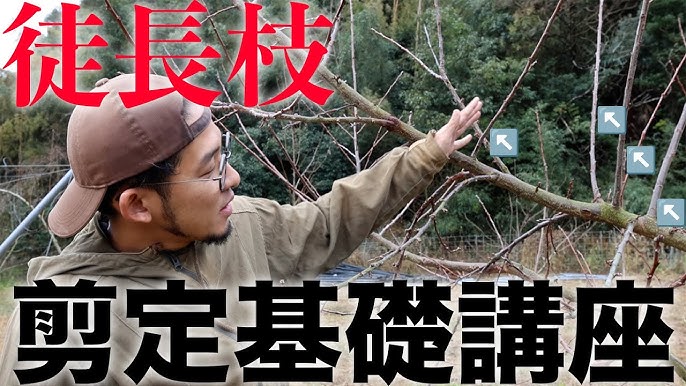 剪定した枝の処理画家と果樹園