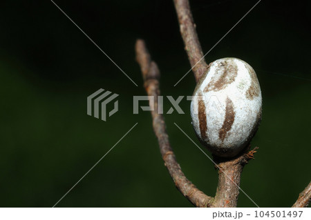 イラガのまゆ冬ごしをする虫探検しよう！ いきものにぎわうまち鹿島建設株式会社