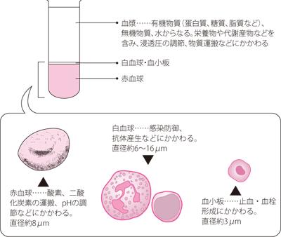 鉄分の多い食べ物を効率良くとるには？管理栄養士がランキングで紹介株式会社ニチレイフーズ