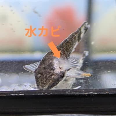 病気？寿命？熱帯魚の体色が薄くなったら試すべきこと - 熱帯魚・アクアリウム熱帯魚、アクアリウム情報マガジン