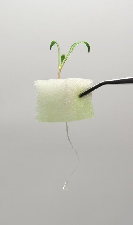 ほうれん草栽培の発芽のポイントは？芽出し処理についても教えて