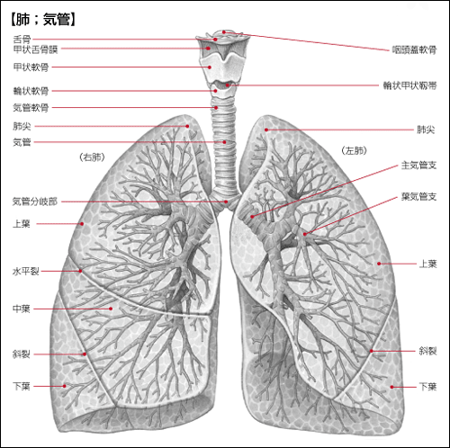 肺からだのしくみからだとくすりのはなし患者さん・一般の皆さま中外製薬株式会社