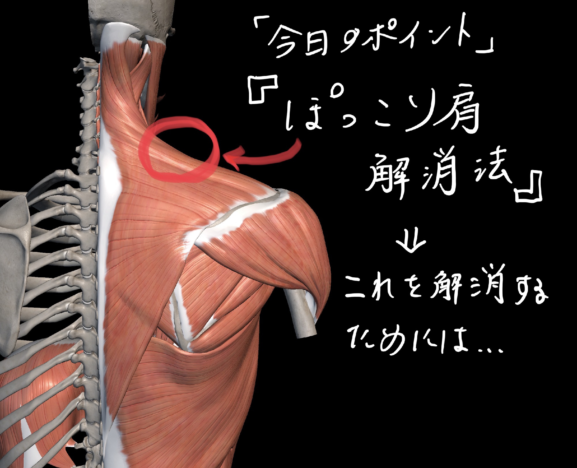 上げる・寄せる・下げるで簡単！自分でできる「肩甲骨はがし」でめざせ肩こり解消♪ 2ページ目- レタスクラブ