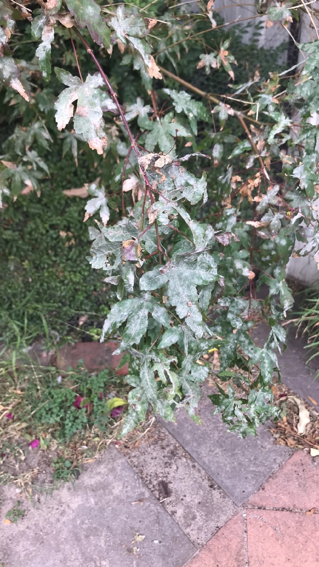 うどんこ病の症状と対策を解説病気と害虫の話みんなの趣味の園芸 NHK出版