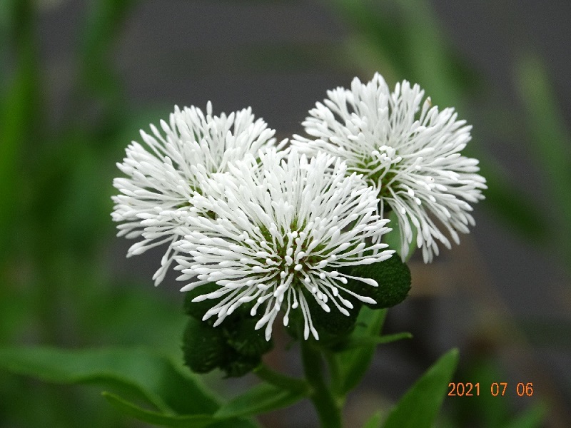 Mrs. Universe Japan 2022 Finalist No.23 田島 みわ MiwaTajima～魅了された人生を生きていきたい～BellissimaStyle ベリッシマスタイル