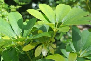 カポック シェフレラ の正しい剪定！どこを切るのかまで徹底解説