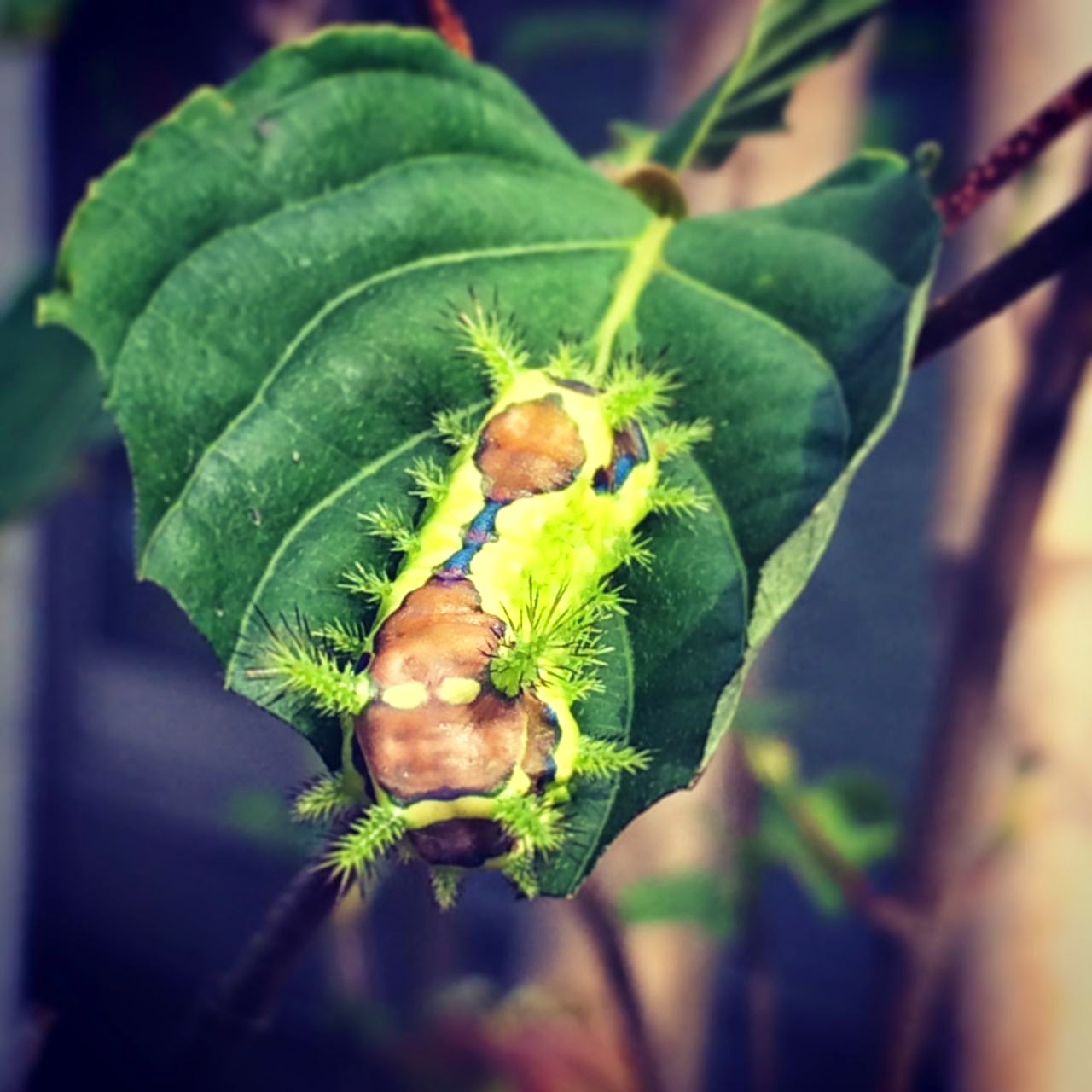 イラガの生態と人間への影響刺された時の対処方法・駆除のやり方などを解説マイナビ農業