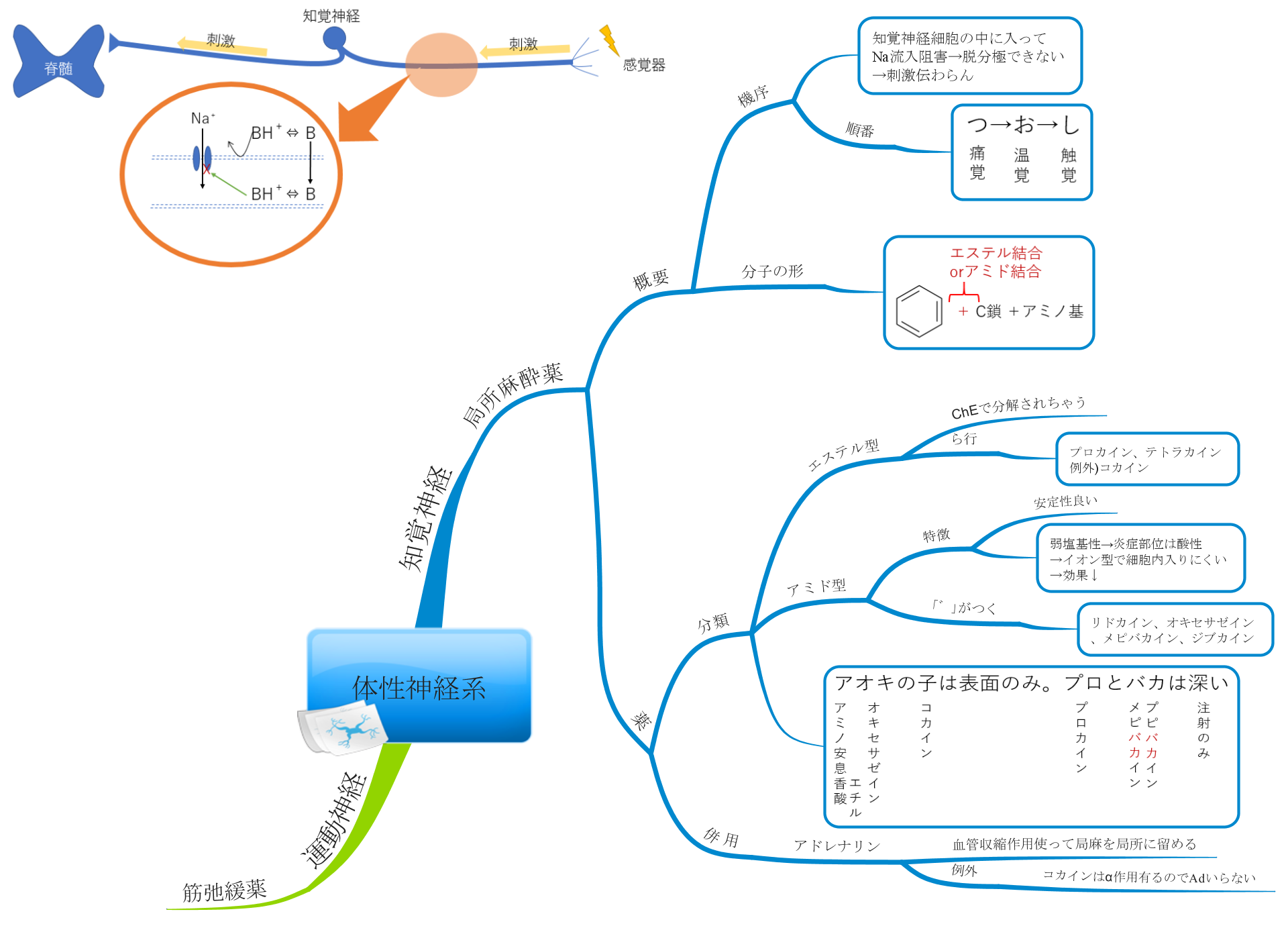 ツボクラリン là gì? Cách đọc, phiên âm & nghĩa của từ ツボクラリン