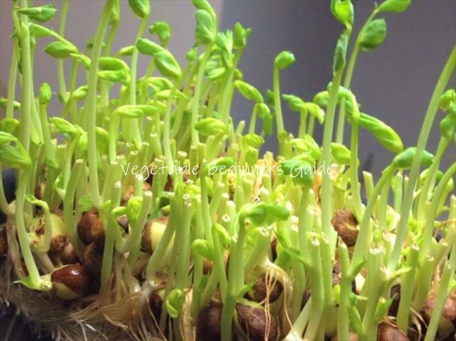 おうちで簡単！牛乳パックとペットボトルで育てる「豆苗 とうみょう 栽培」〜親子で食育体験を楽しもう！〜2025レポート全国農協観光協会