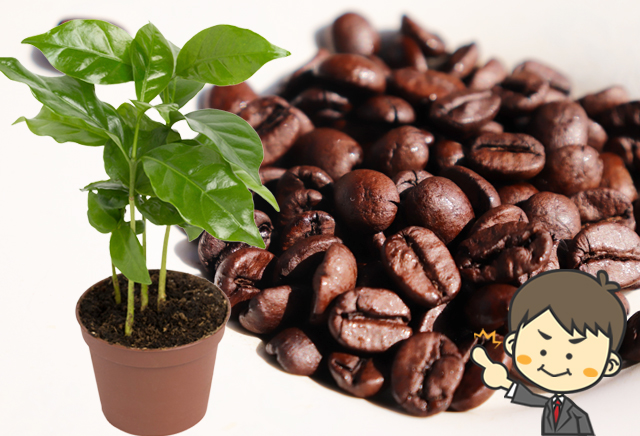 コーヒーの木を育てるそだレポ 栽培レポート byさわらびみんなの趣味の園芸
