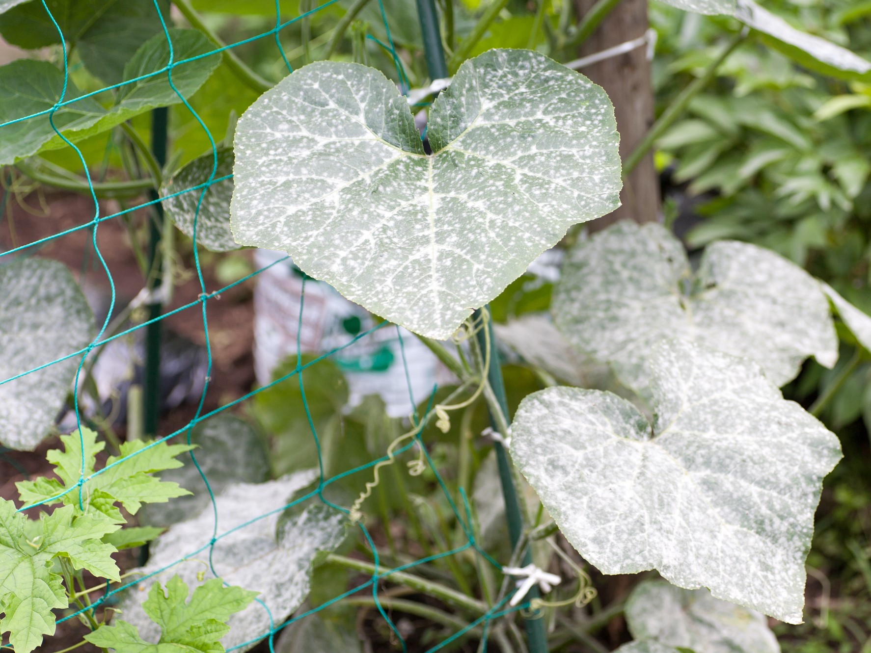 うどんこ病ってどんな病気？ 植物にダメージを与えるうどんこ病の対策とはGardenStoryガーデンストーリー