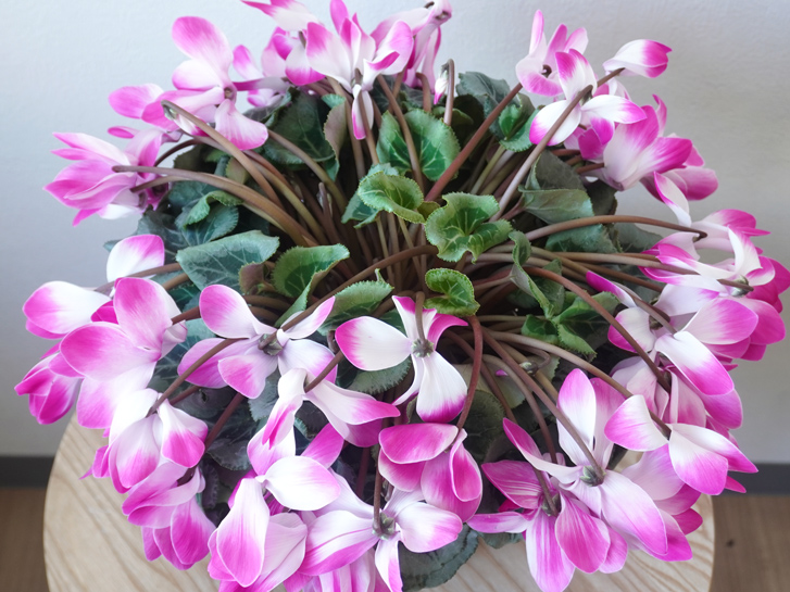 ガーデンシクラメンについて。先日ガーデンシクラメンの苗を買って、- Yahoo!知恵袋