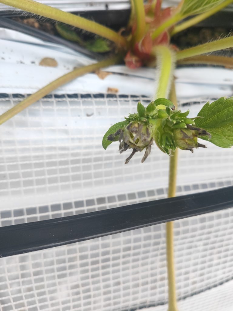 イチゴの葉が茶色く枯れましたおうちガーデン