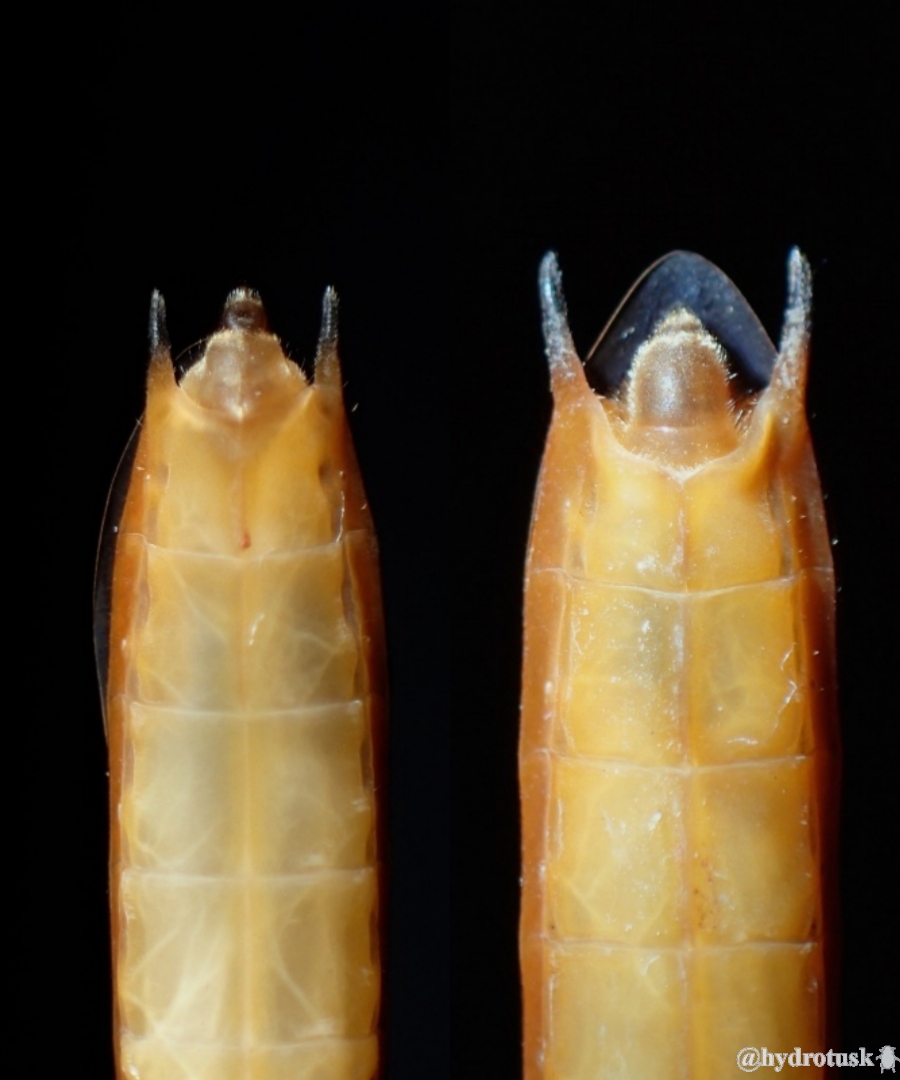 みずすまし？ あめんぼう？ 「アメンボウ」 – いのち はるかに