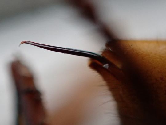 黒い蜂に刺された場合の「怖いけど落ちついて」症状と対処法まとめ蜂バスタ