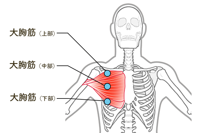 バストアップの成功は「大胸筋」を部位ごとにシェイプアップ！効果的なトレーニングメニューを紹介！WELLGOOD心と体をちょっと豊かに。最新のウェルネス情報をお届け