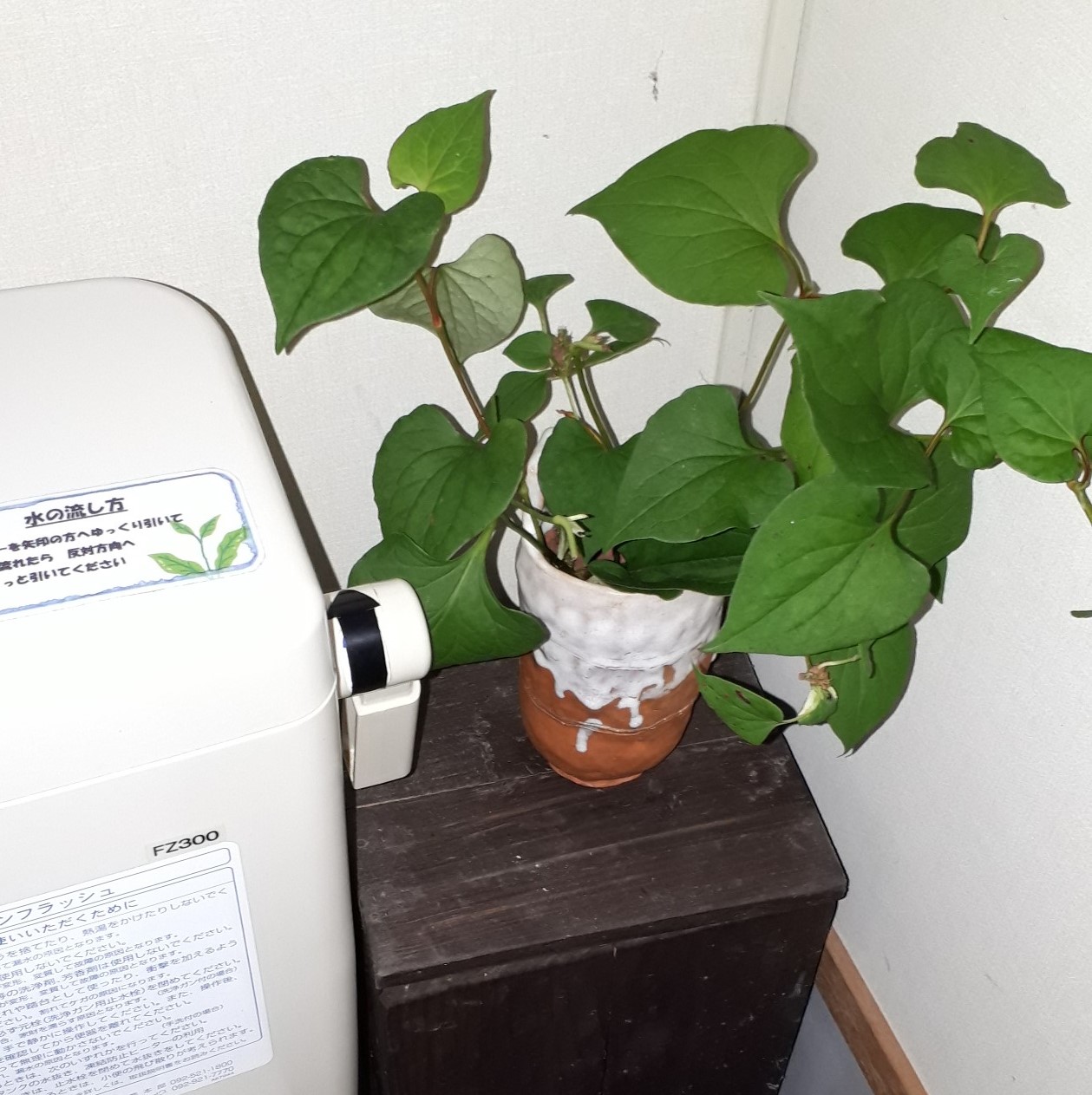 ドクダミの力 ちから 、優れ消臭剤。 - Chopin & Trefle a quatre feuilles