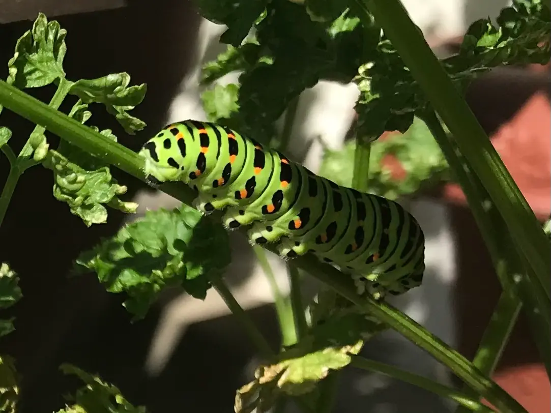 キアゲハは意外に平凡な味だったざざむし