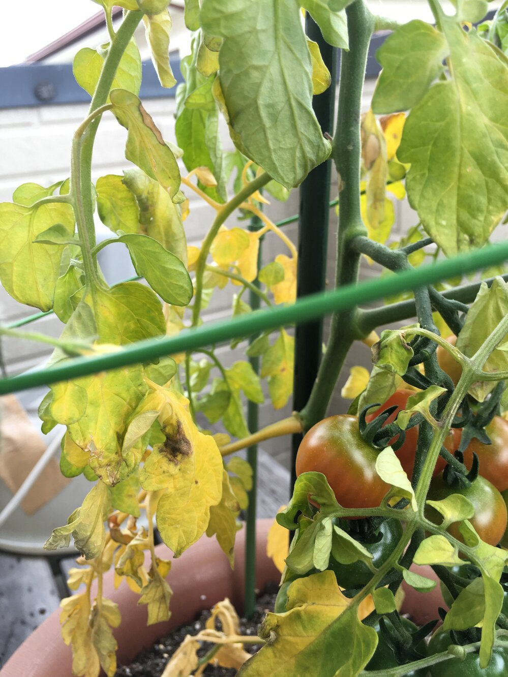 ミニトマト葉の茶色い斑点 トマト斑点病 の原因と対処法家庭菜園インフォパーク