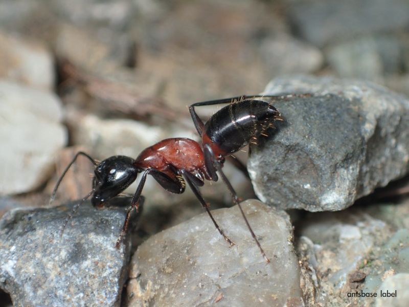 ムネアカオオアリ女王コロニー│Camponotus obscuripesあり巣 in underground 蟻の総合店,飼育用品と女王アリ