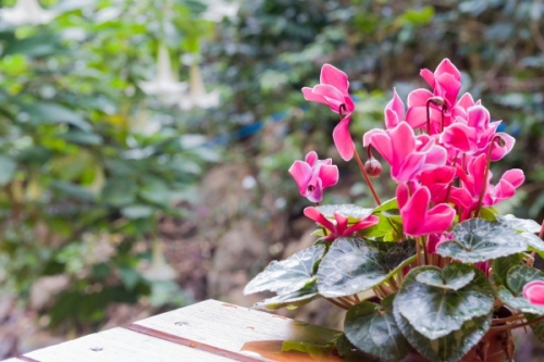 冬を彩るシクラメンの魅力と育て方ガイド花まるごとサイト