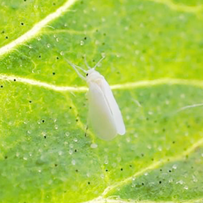 いちごのコナジラミ類：発生状況や防除のポイントアリスタ ライフサイエンス株式会社