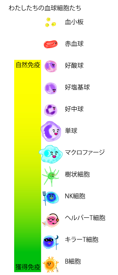 免疫細胞の写真素材 - PIXTA