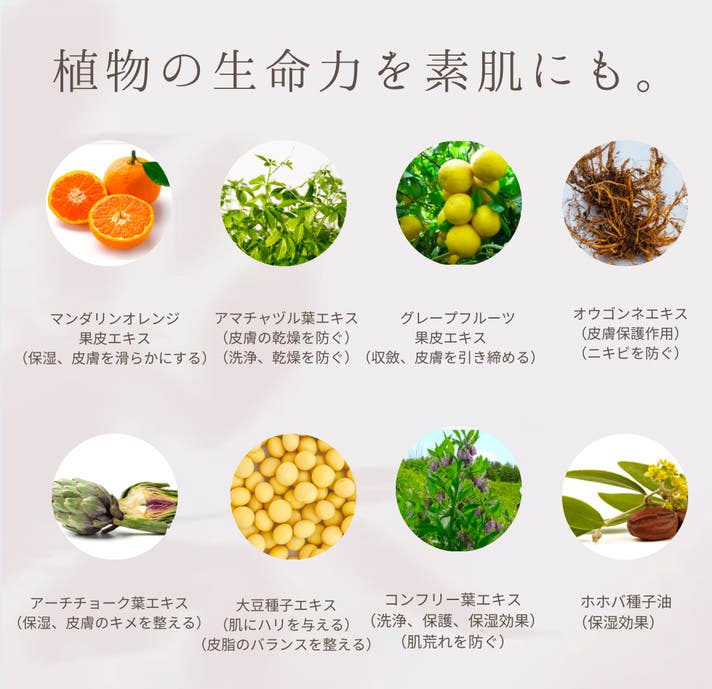 ○５月 薬草研②：コンフリー銀河と星の道しるべ「色と光の窓」ローズウィンドウ教室 主婦魔女日記o○