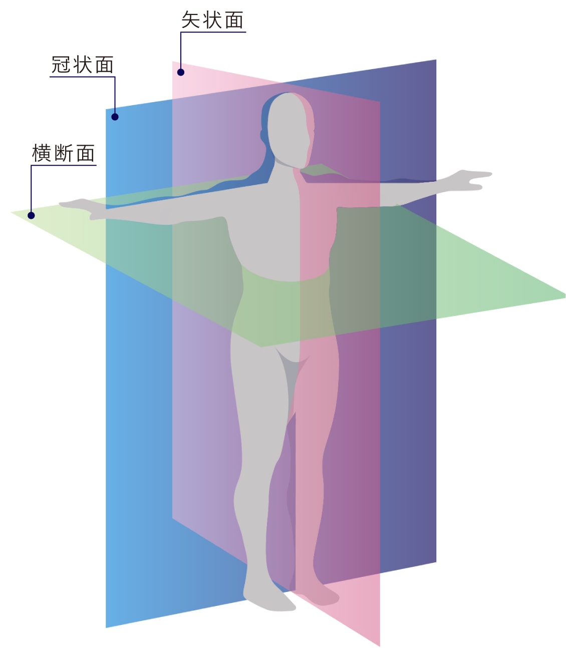 冠状面 - Wikipedia