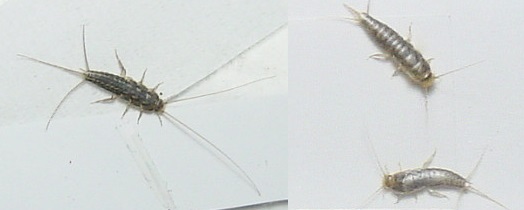 閲覧注意 昆虫食愛好家も怯む「気持ち悪い虫」ランキング昆虫食ならバグーム